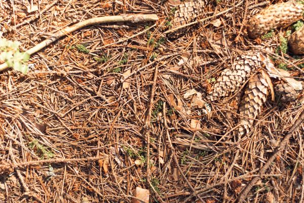 Pine Needles Removal in State College