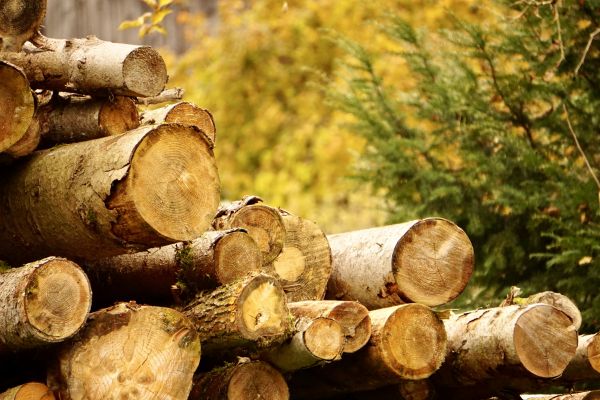 Wood Pile Removal in State College