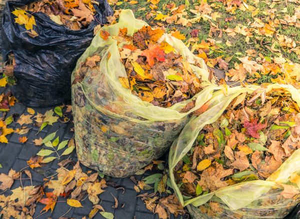 Yard Cleanup Service in State College