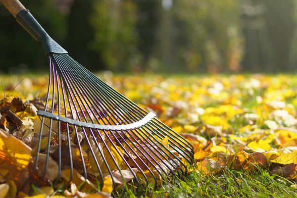 Leaf Raking Service in State College