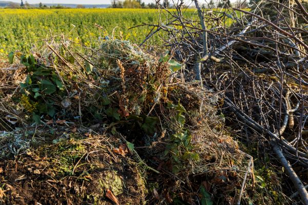 Brush Disposal in State College