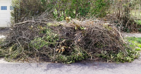 Tree Limb Cleanup in State College