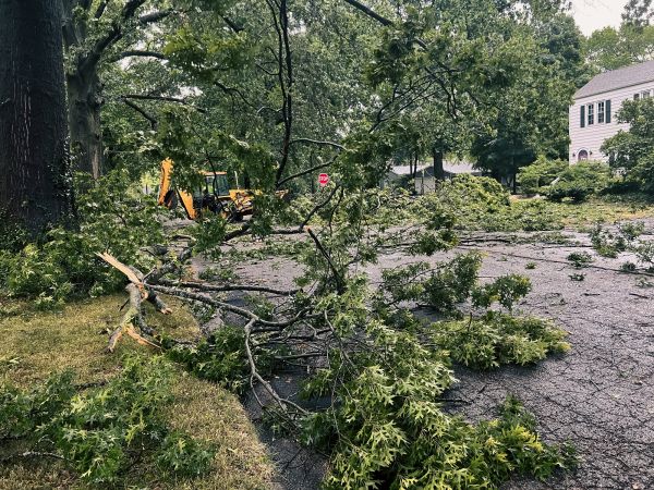 Tree Branch Disposal in State College