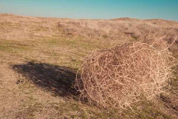 Tumbleweed Removal in State College