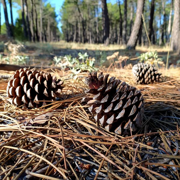 Pine Cone Removal in State College