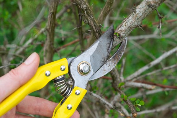 Limbs Removal in State College