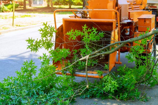 Tree Branches Removal in State College