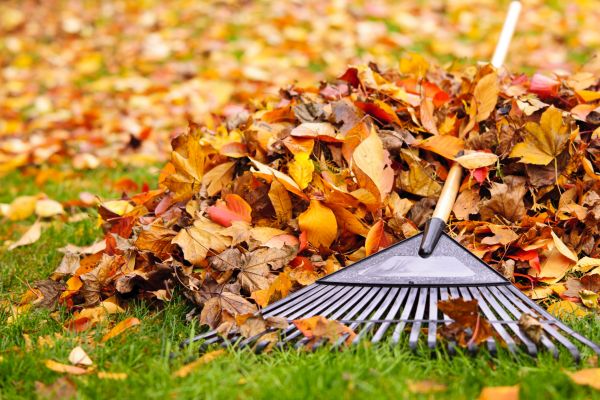 Yard Leaf Removal in State College