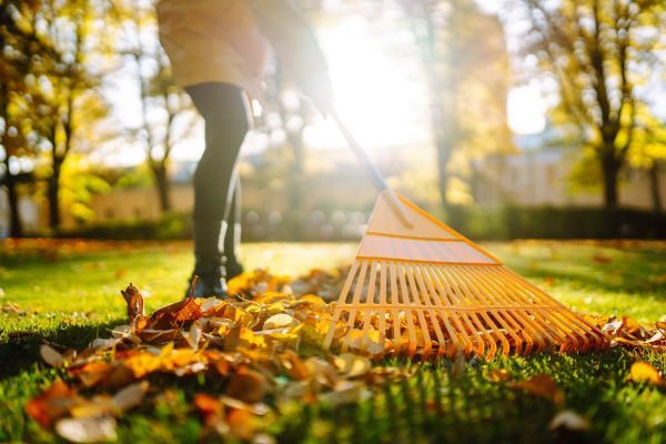 Leaves Raking in State College