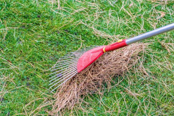 Yard Raking in State College