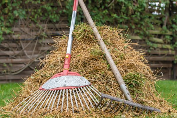 Pine Straw Clearing in State College
