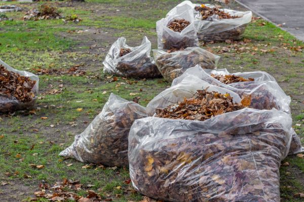 Leaf Pile Disposal in State College