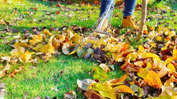 Lawn Cleanup Service in State College