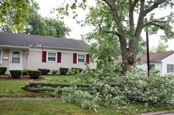 Fallen Branch Removal in State College