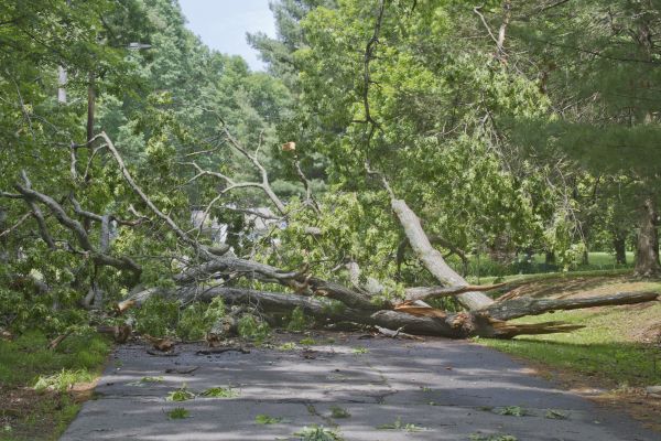 Tree Debris Removal in State College